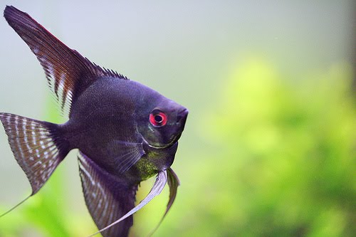 black angelfish 3