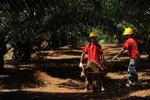 peran serta korindo untuk pembangunan