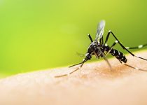 nyamuk aedes aegepty penyebab demam berdarah dengue