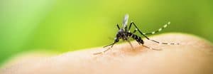 nyamuk aedes aegepty penyebab demam berdarah dengue