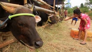 foodbank of indonesia qurban hingga pelosok