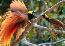 konservasi hutan Burung-Cenderawasih-Burung-Surga-Tanah-Papua