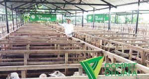 sentra ternak kurban dd farm sentolo