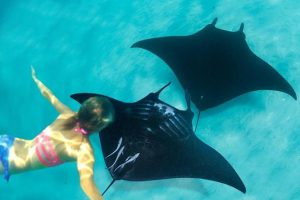 manta point nusa penida lokasi snorkeling dan diving favorit di bali