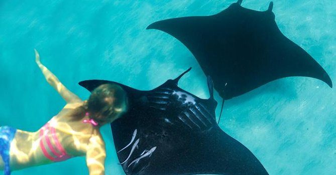 manta point nusa penida lokasi snorkeling dan diving favorit di bali