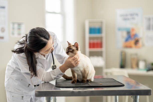 tips mencari layanan dokter hewan terdekat